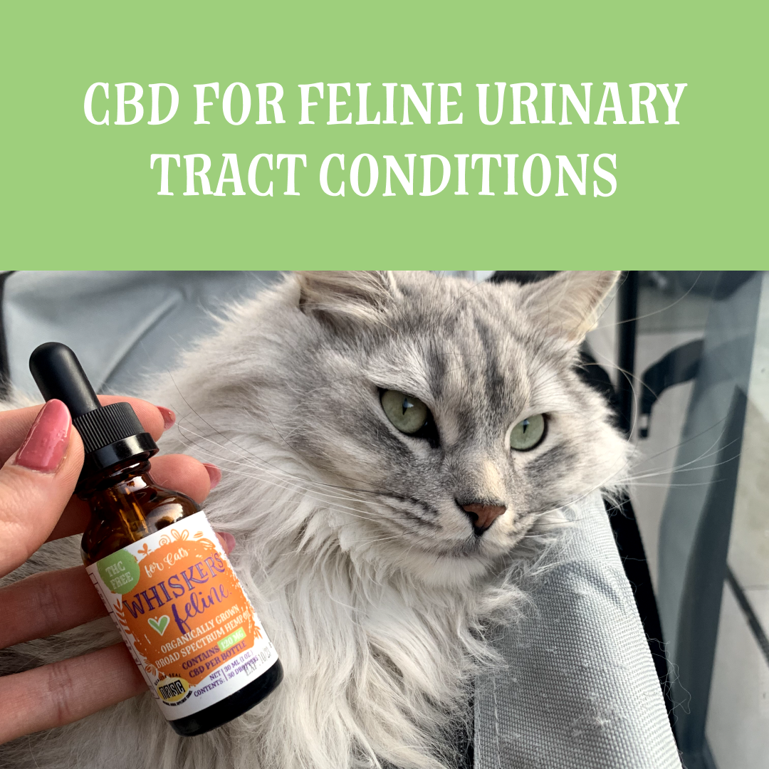 Snapshot of Cbd Benefits For Feline Urinary Tract Health
