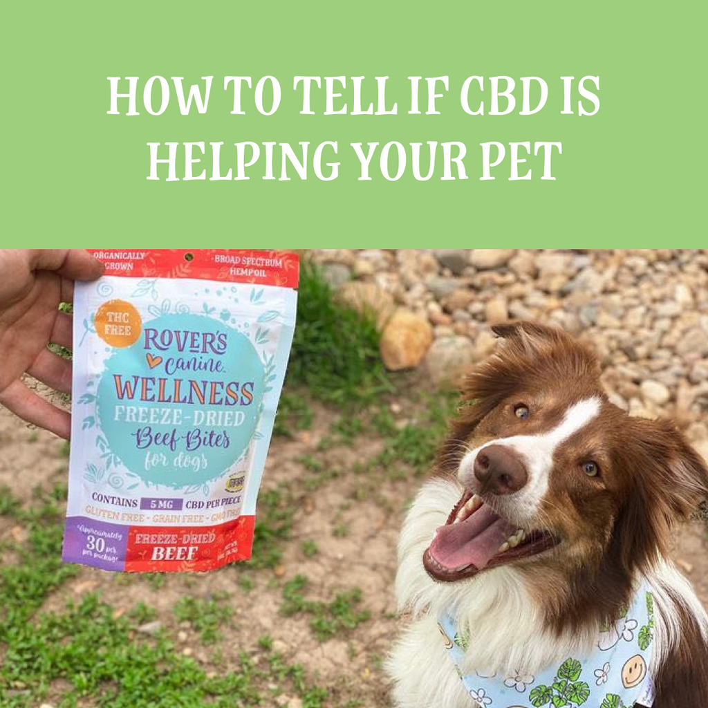 How to Tell if CBD is Helping your Pet