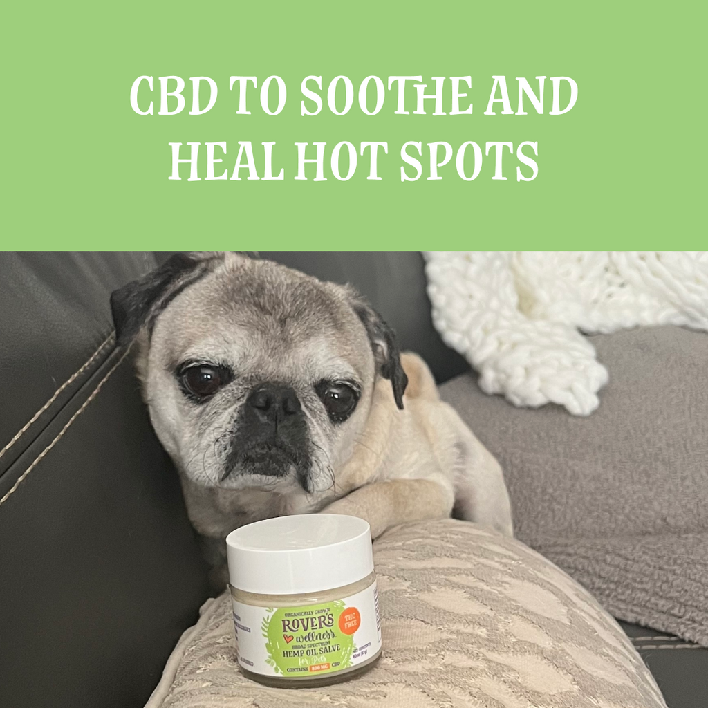CBD for Hot Spots on Dogs