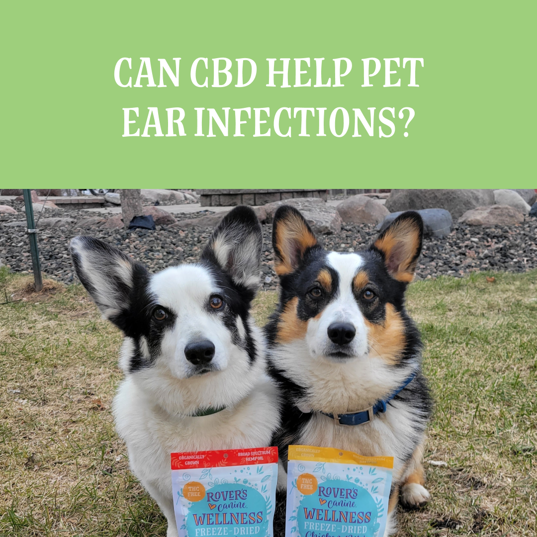 Can CBD Help Pet Ear Infections? Rover's Wellness