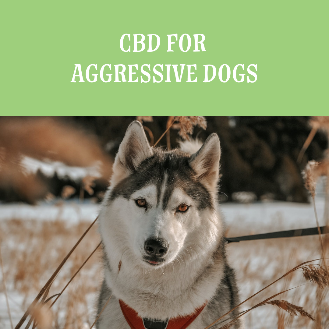 Rover aggressive deals dog