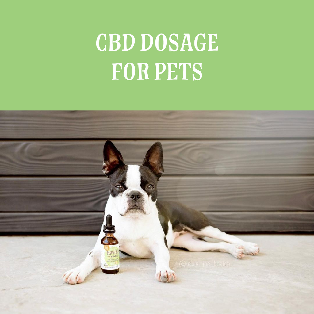 CBD Dosage for Pets