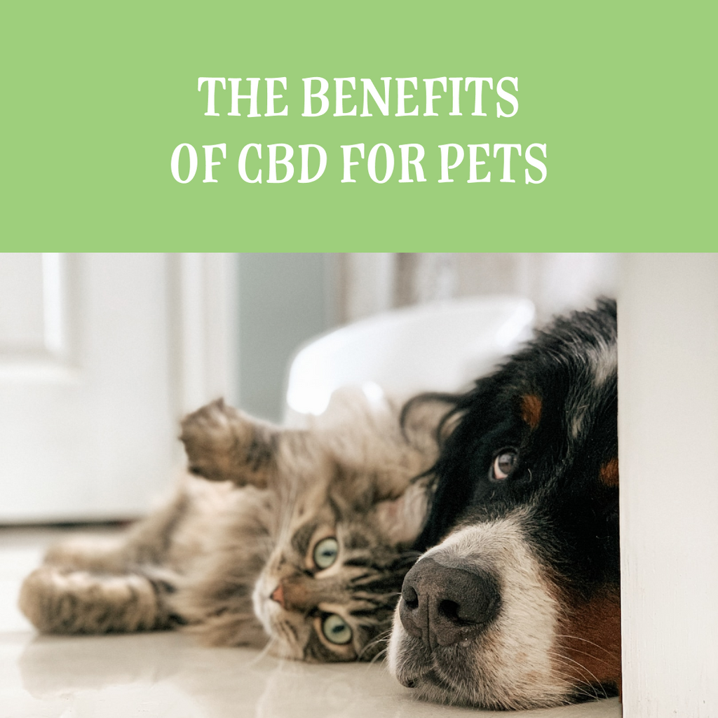 The Benefits of CBD for Pets
