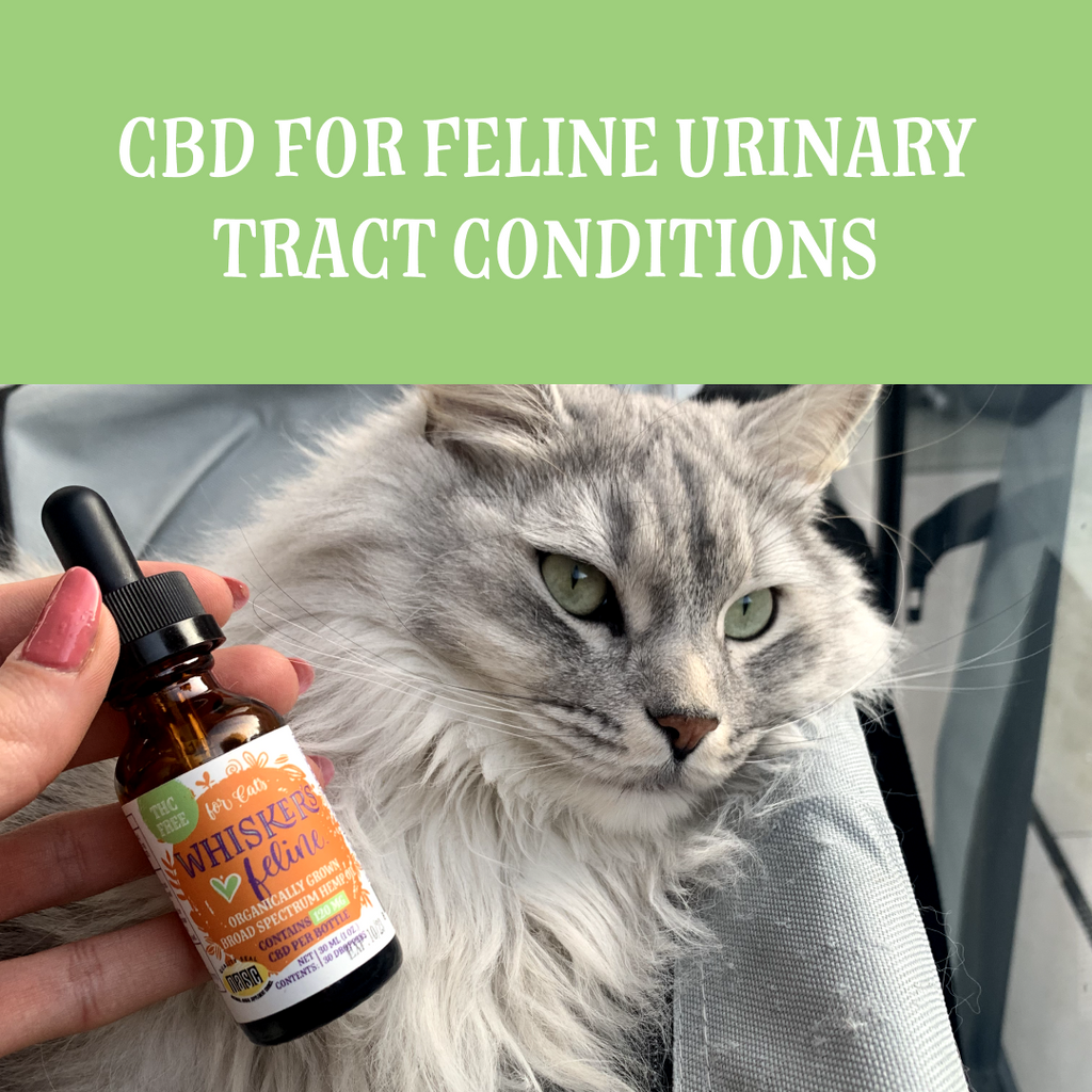 CBD for Feline Urinary Tract Conditions