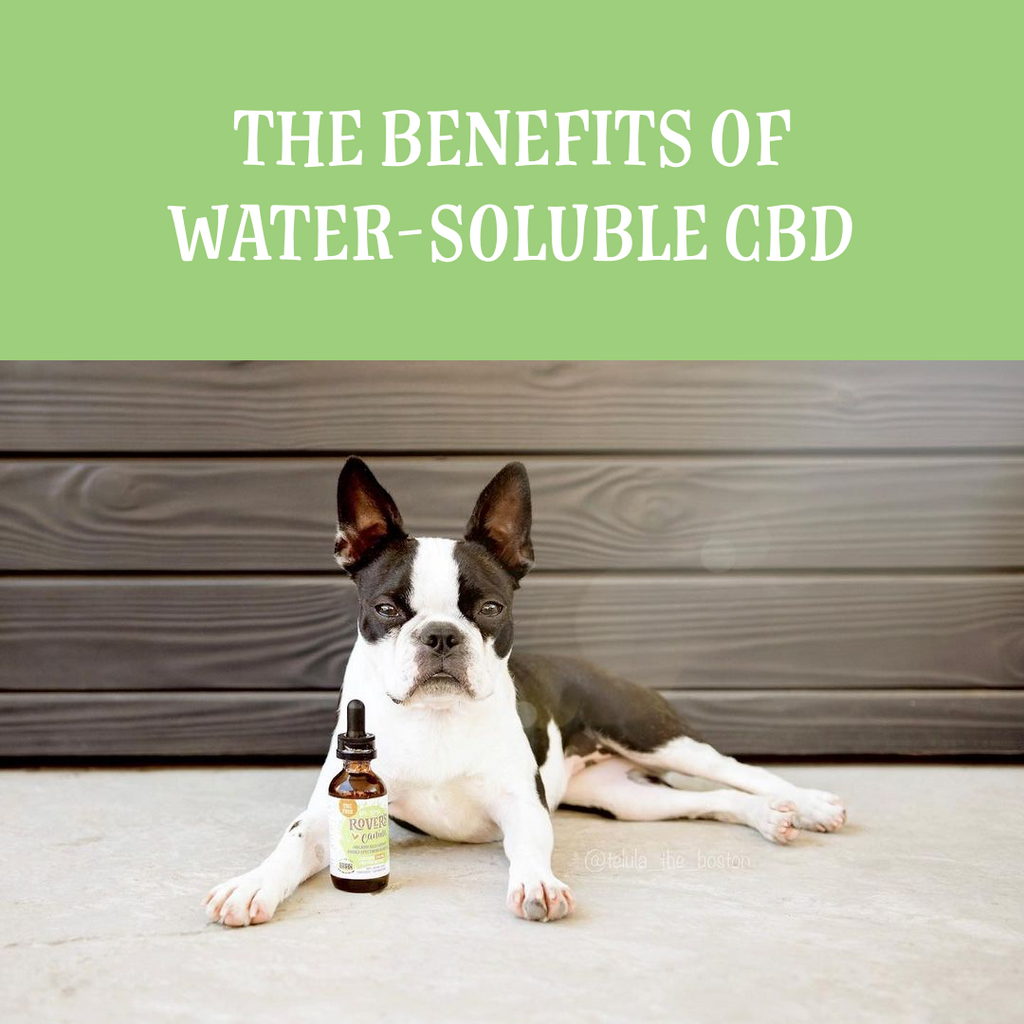The Benefits of Water-Soluble CBD for Pets