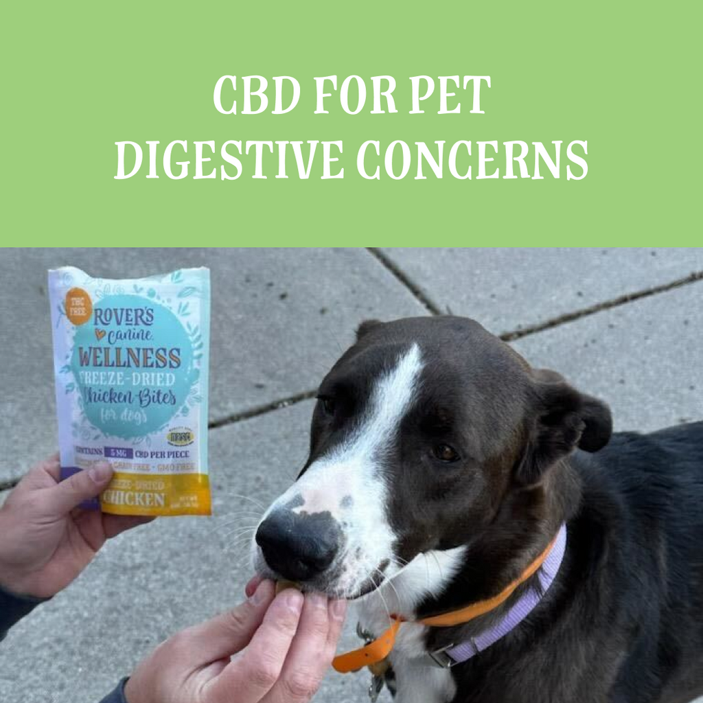 CBD for Pet Digestive Concerns