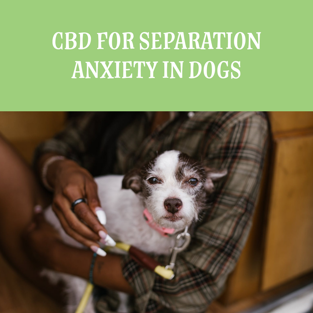 CBD for Separation Anxiety In Dogs