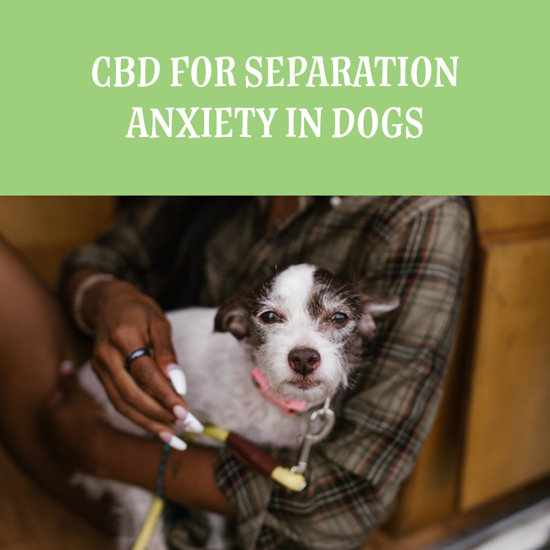 CBD For Dogs With Anxiety (+4 Best CBD Products For Dogs) Cbd for dogs anxiety near me