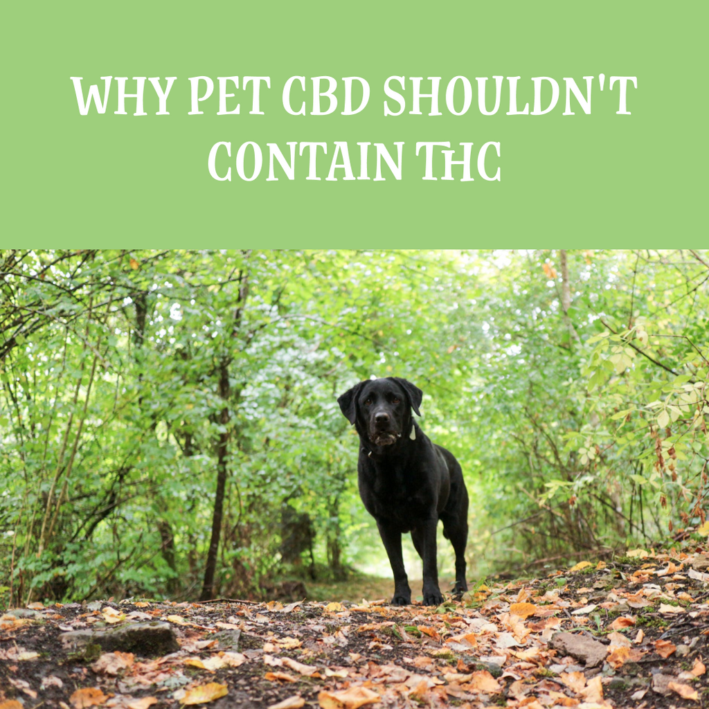 Why Pet CBD Shouldn’t Contain THC