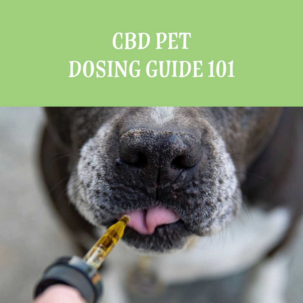 CBD Pet Dosing Guide 101