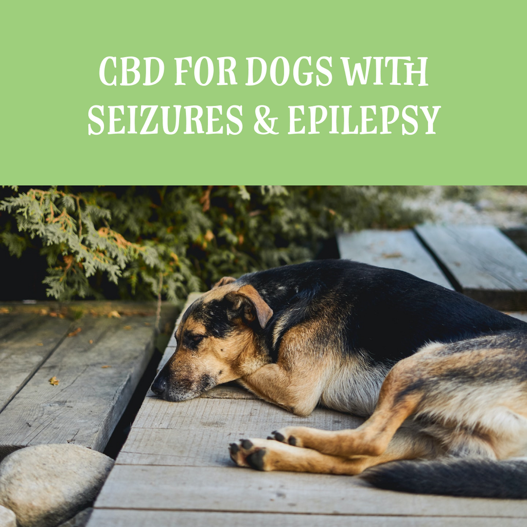 CBD for Dogs with Seizures and Epilepsy