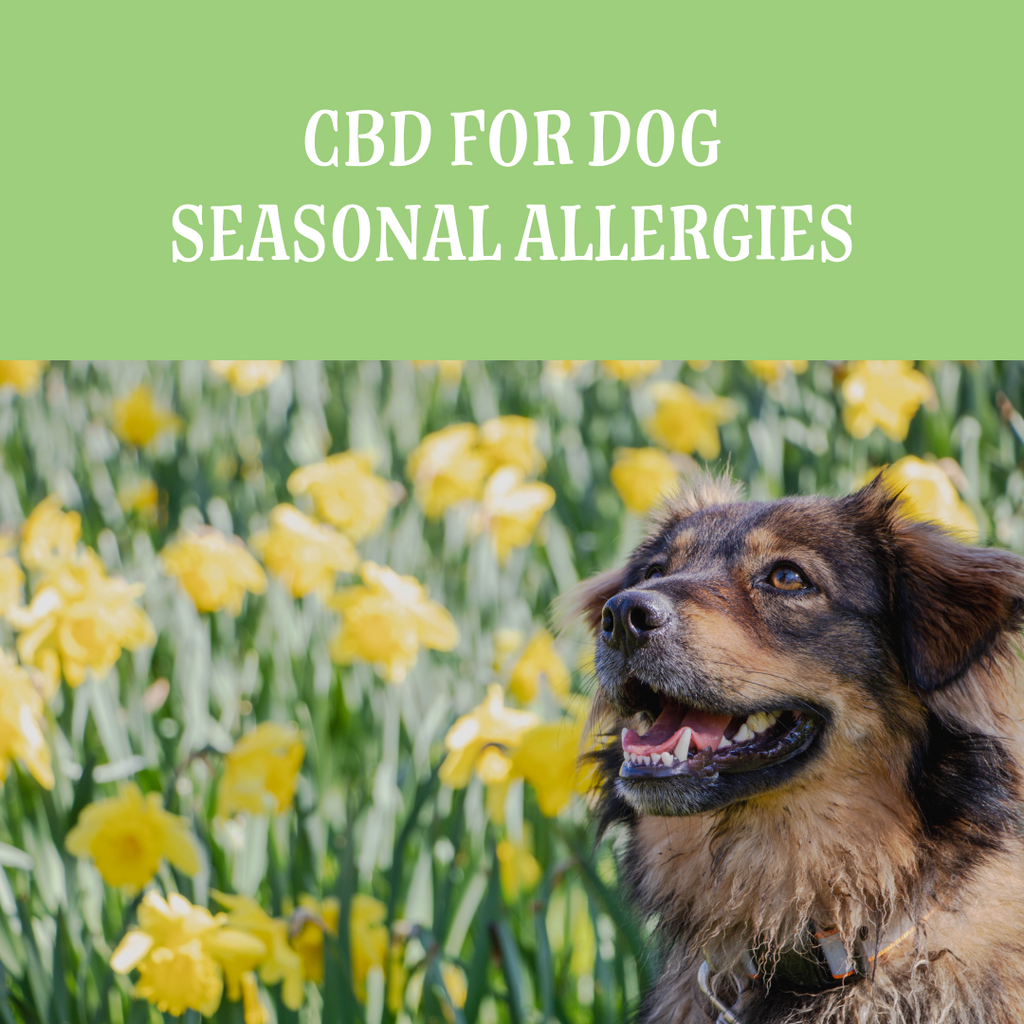 CBD for Dog Seasonal Allergies