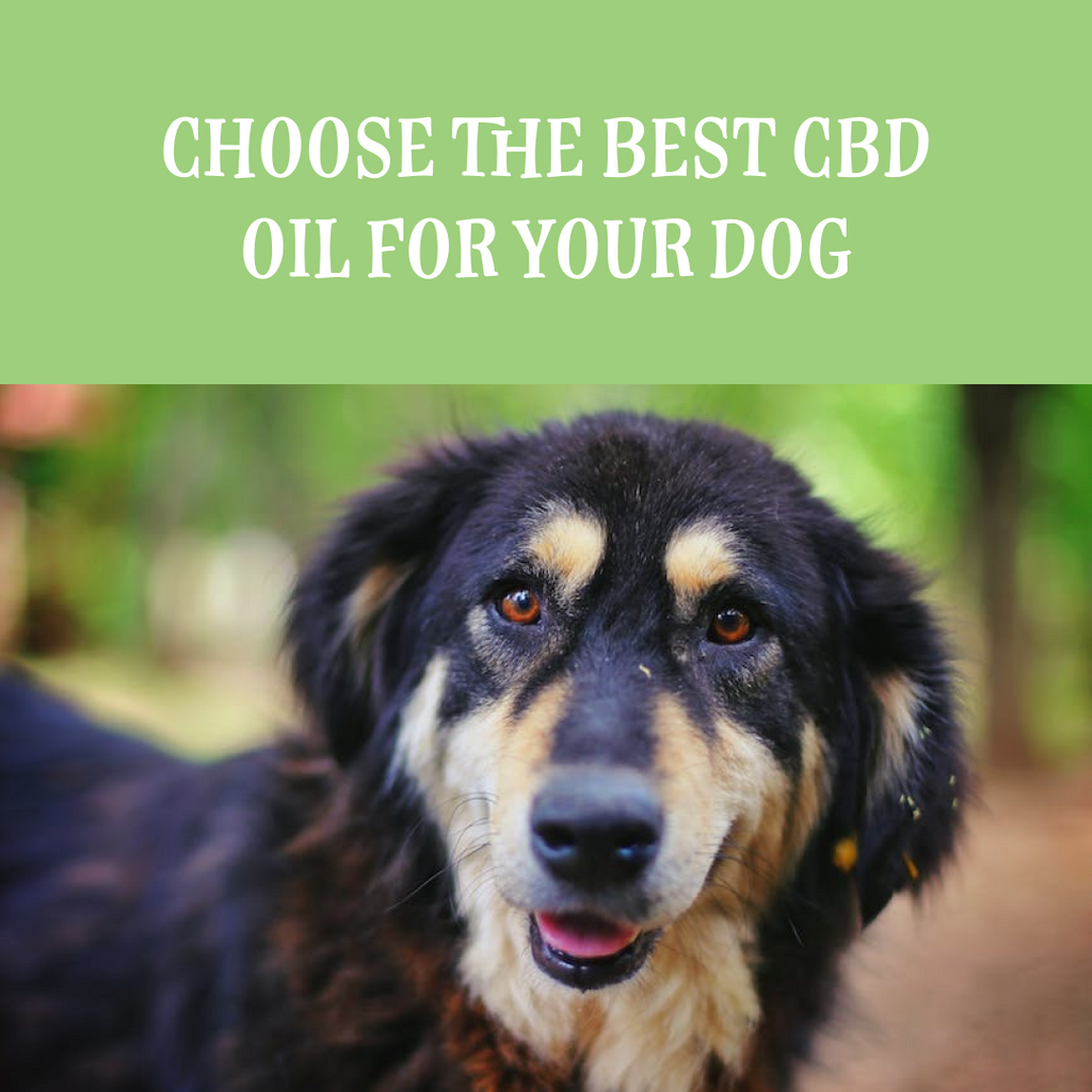 The Complete Guide to Choosing the Best CBD Oil for Your Dog