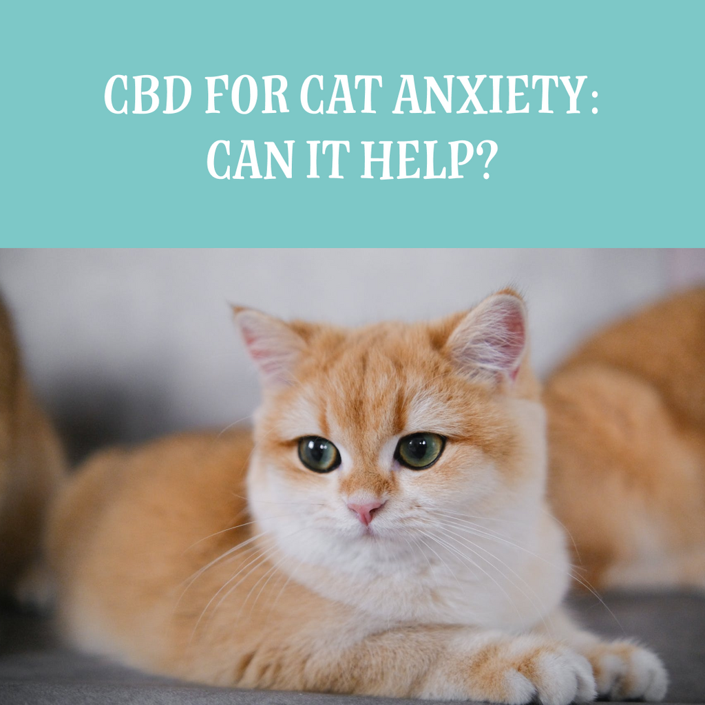 CBD for Cat Anxiety: Can It Help?