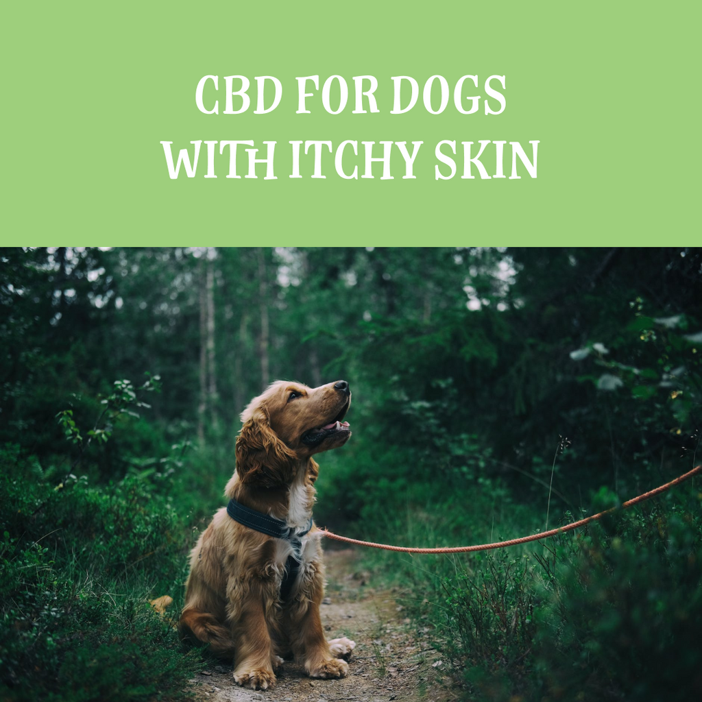 CBD For Dogs With Itchy Skin