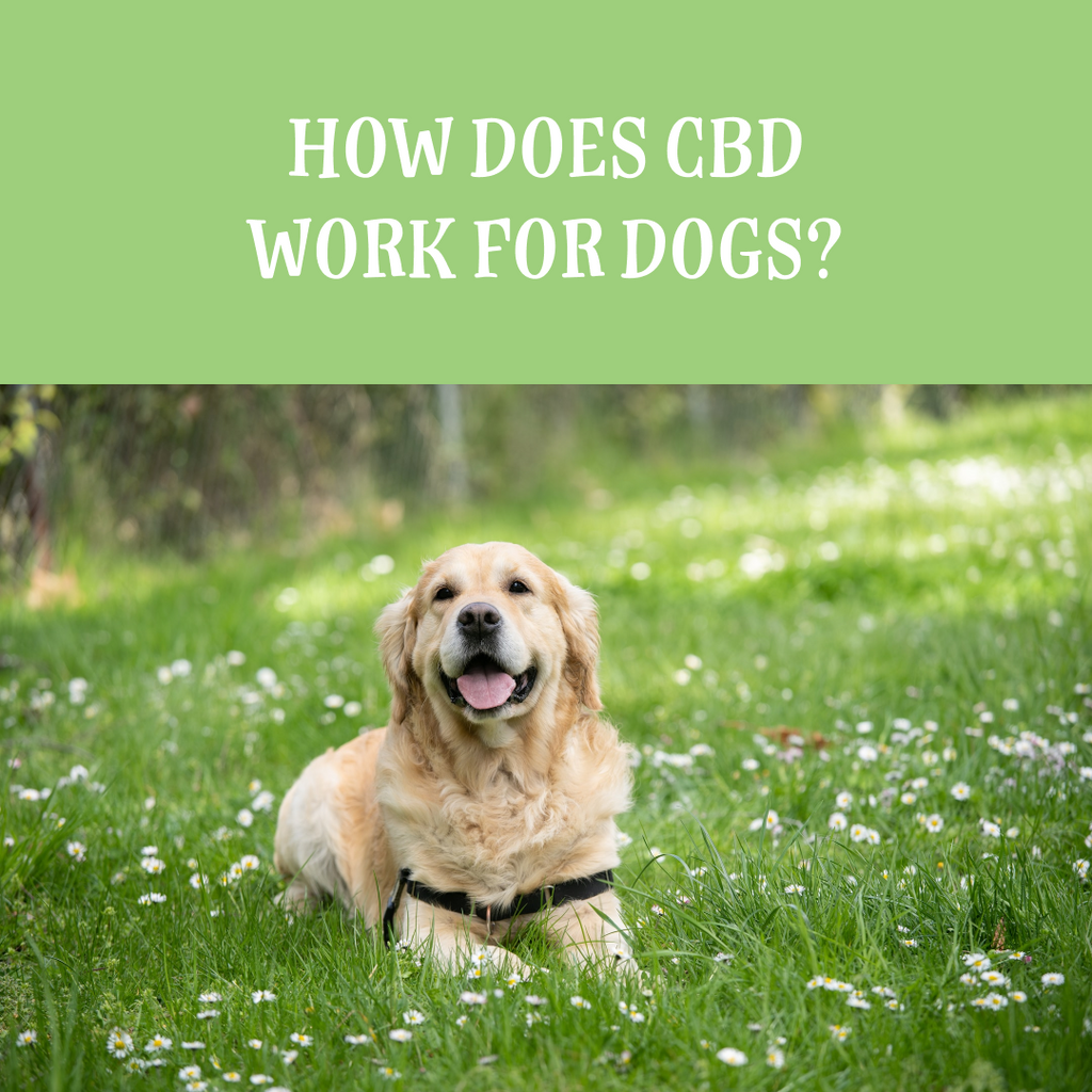 How Does CBD Work for Dogs?