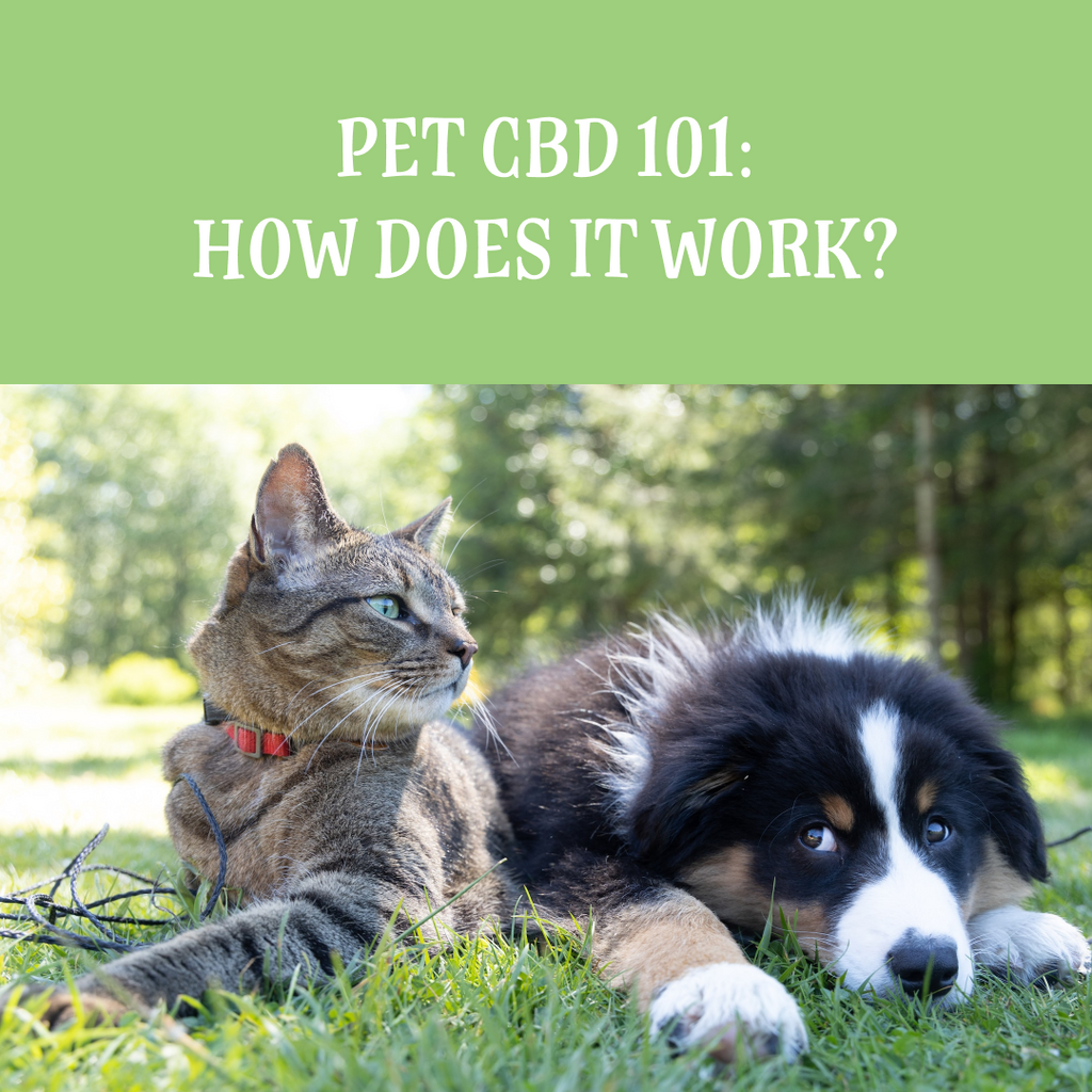 Pet CBD 101: How does it work?